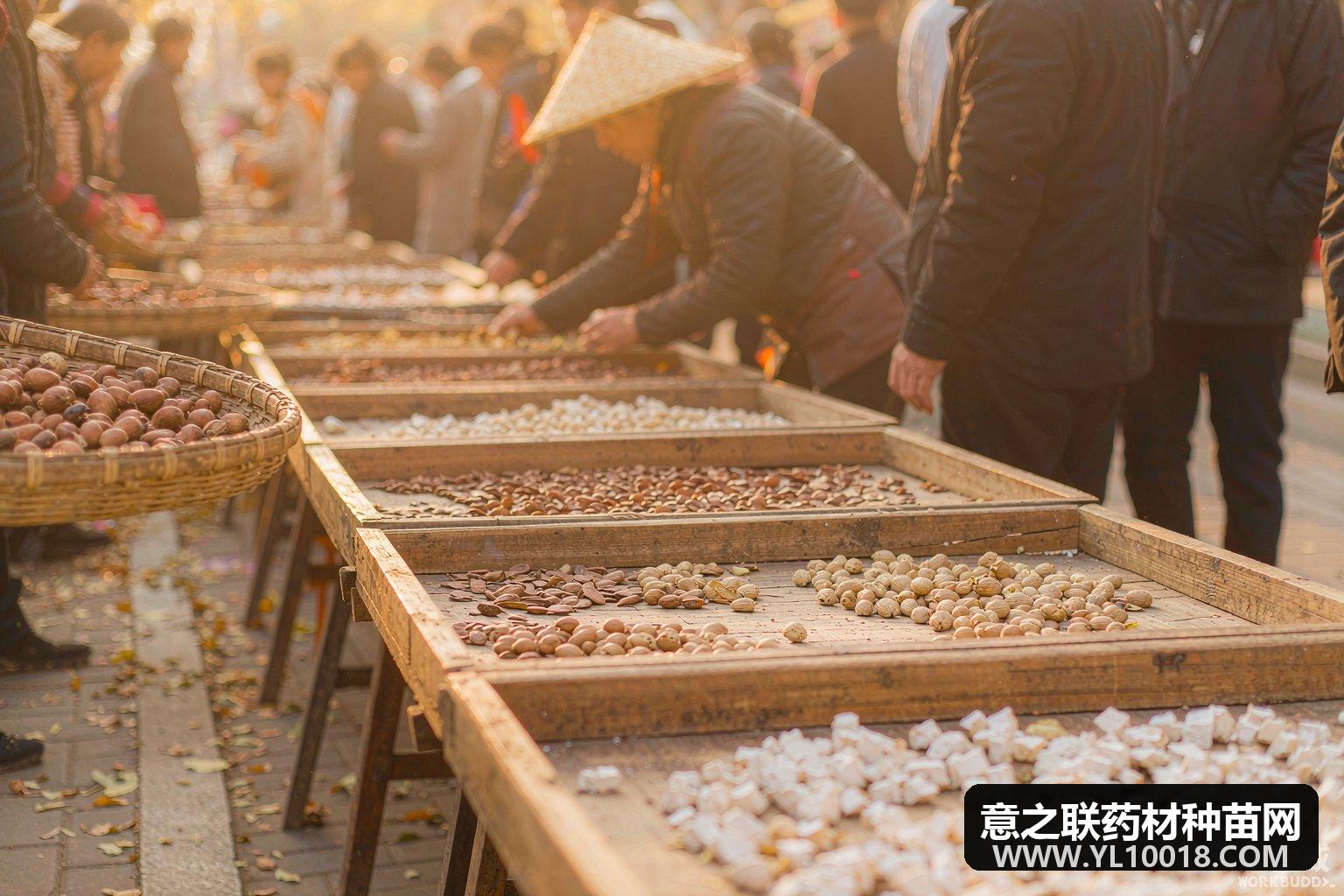 金秋药市逆势品种 酸枣仁砂仁走强覆盆子两月涨42%