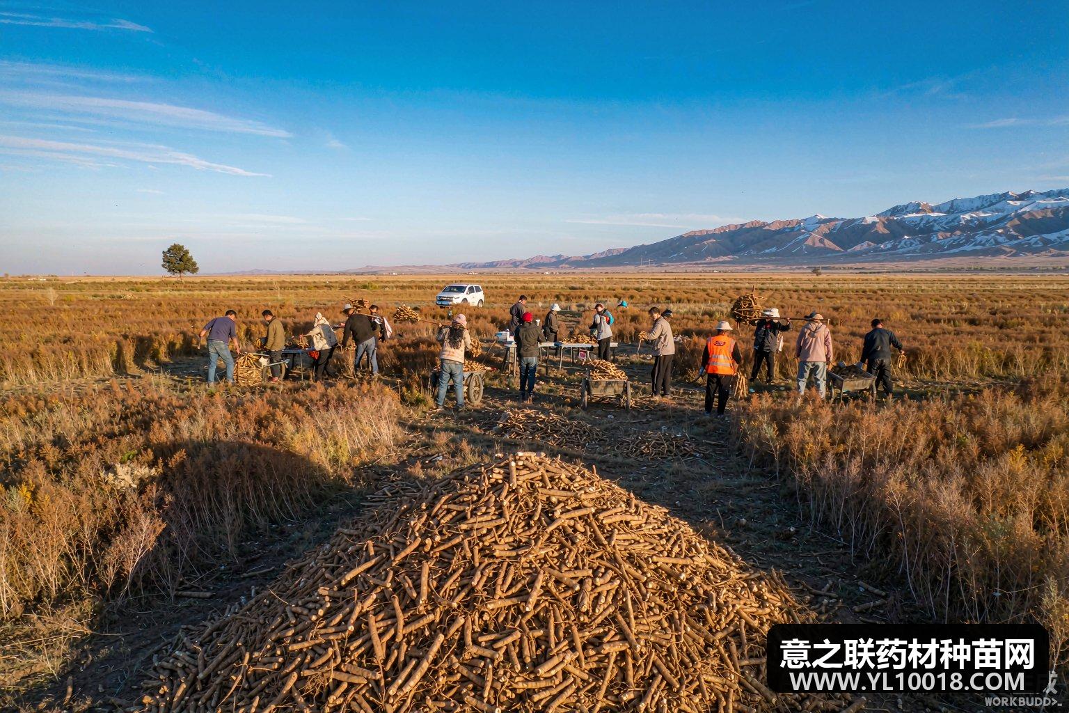 昭苏千亩黄芪测产亩产破千公斤 趁鲜加工链富民
