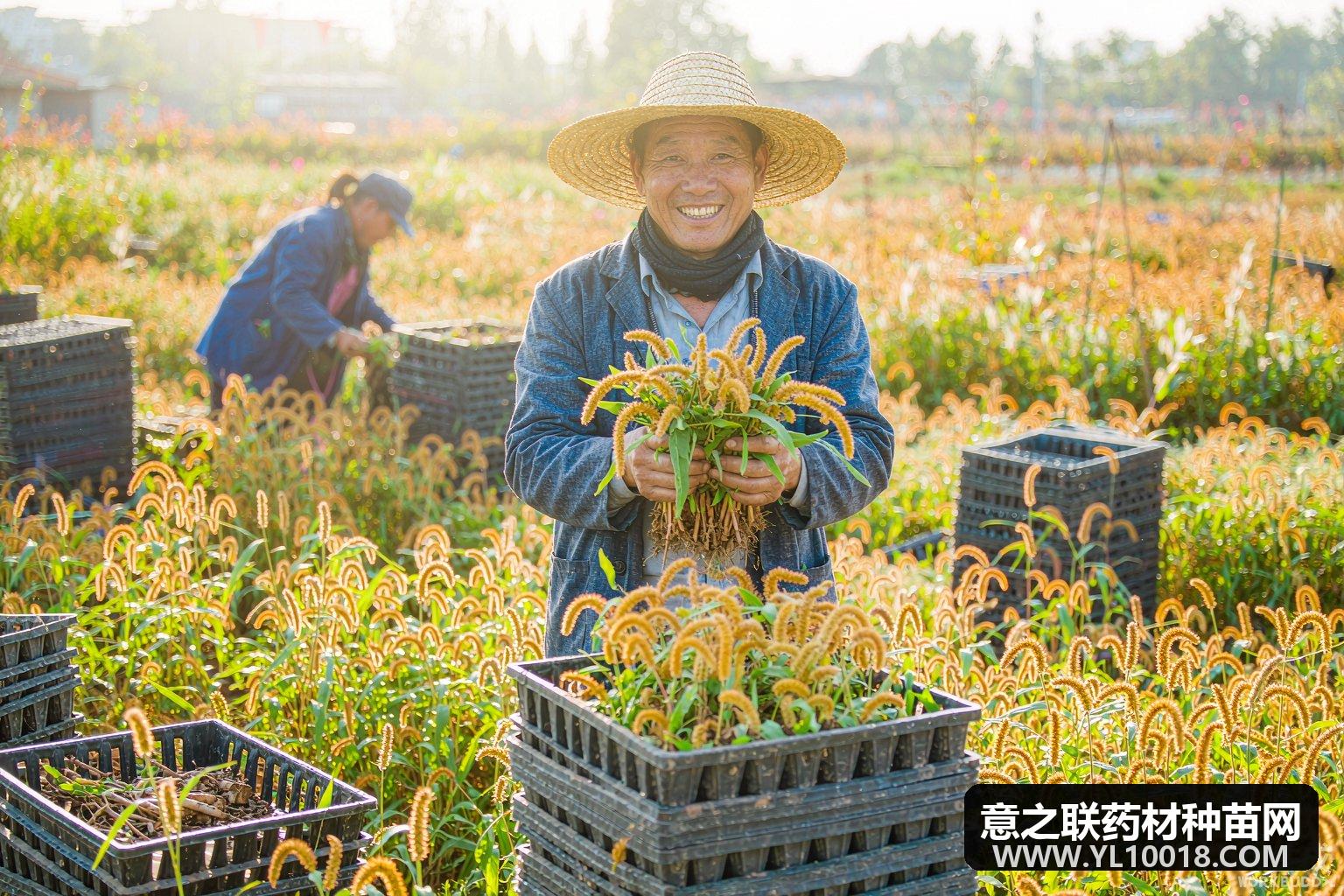 松阳真金白银扶持中药材 良种繁育补3000