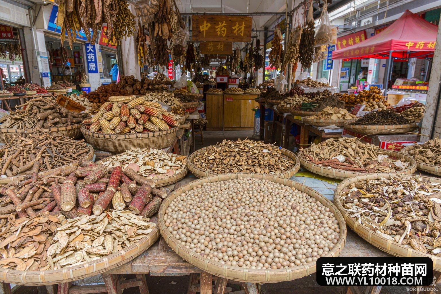 僵蚕走动保持顺畅 亳州市场价暂稳