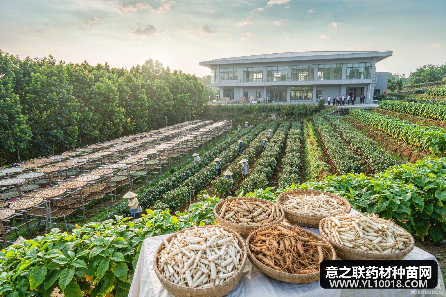 云南富源川乌黄精林下天麻迎采收 一镇一品兴产业