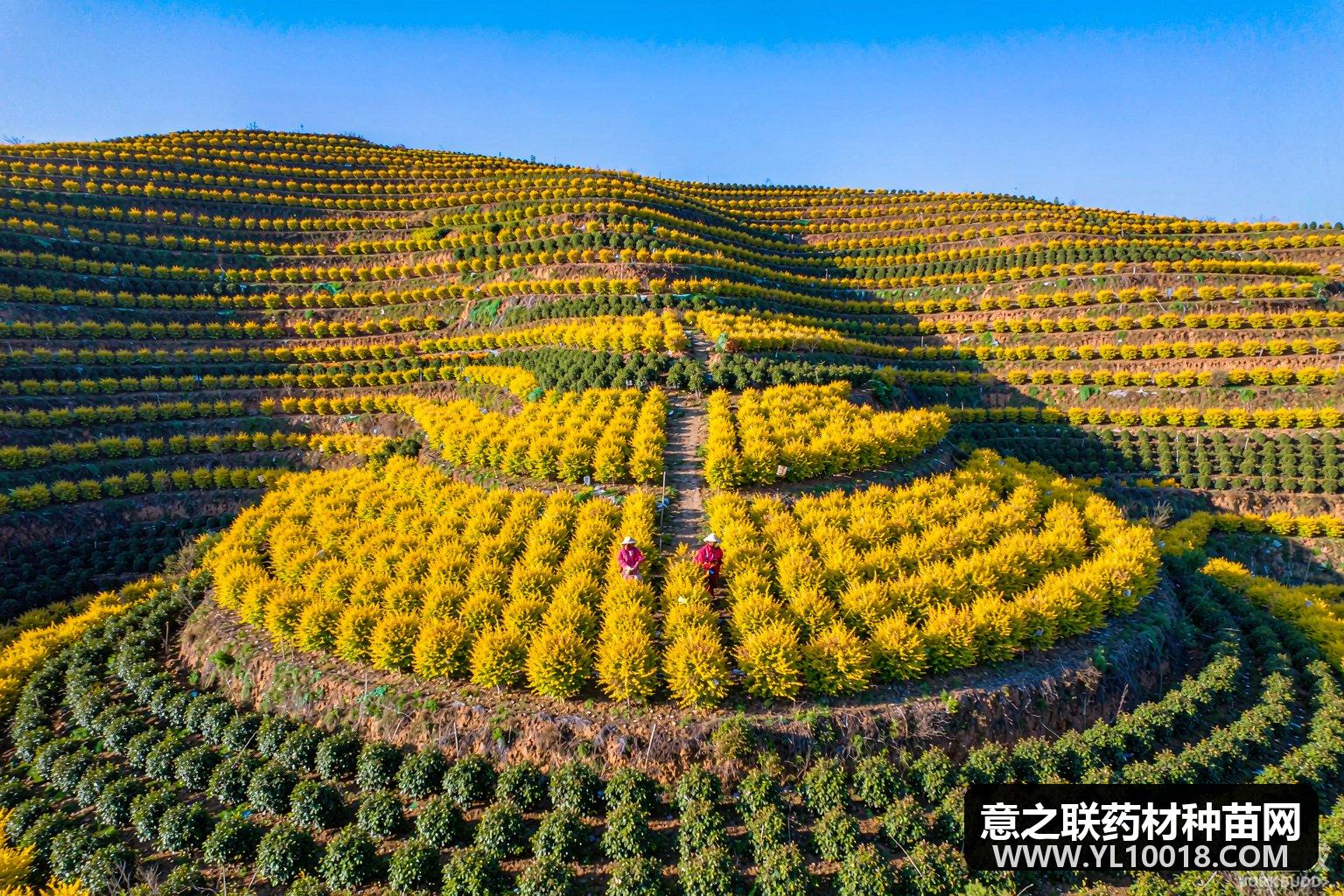 山西连翘GAP延伸检查符合 安泽万亩基地获背书