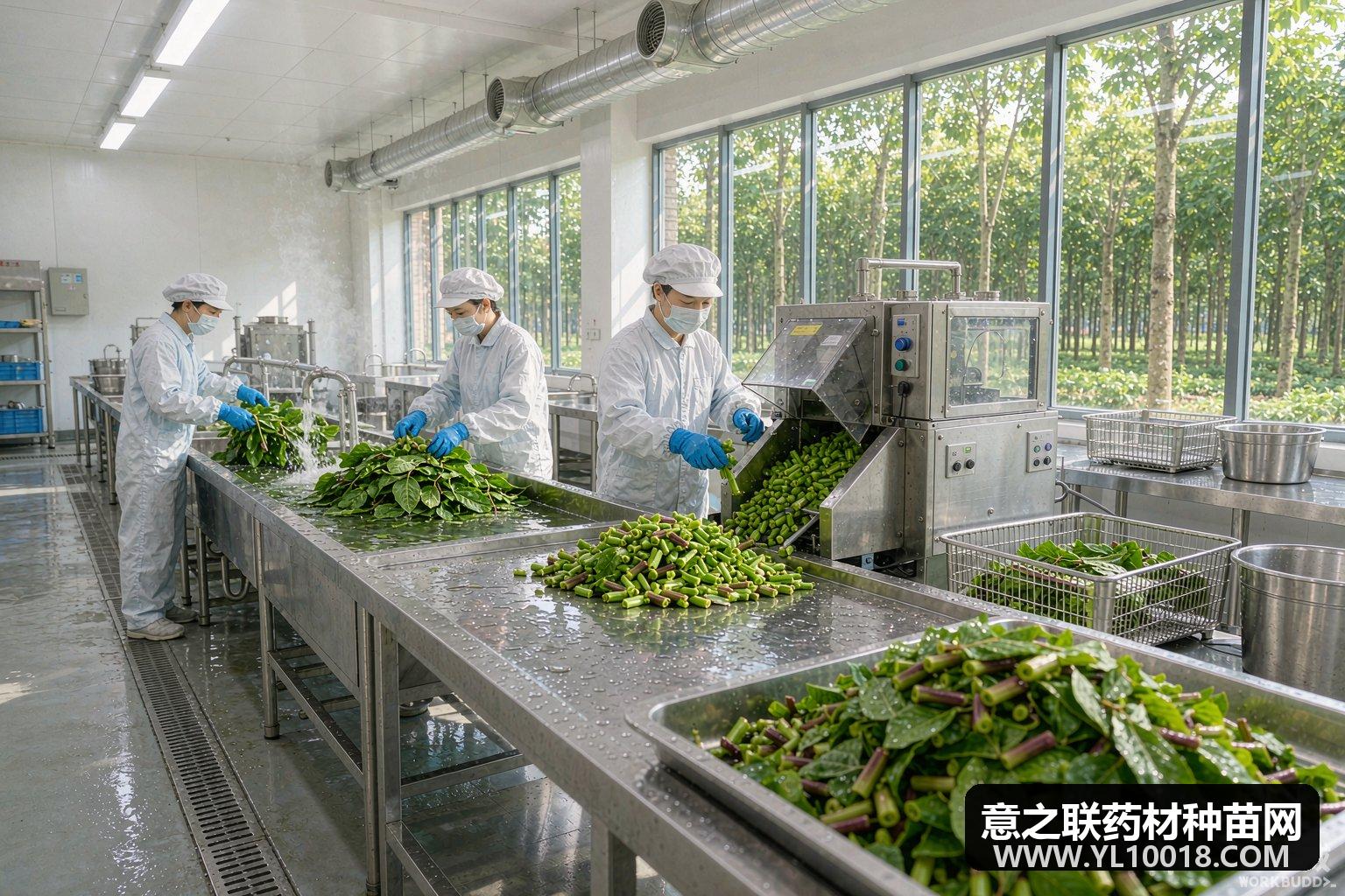 海南儋州南药鲜切第一刀 广藿香出海前就地增值