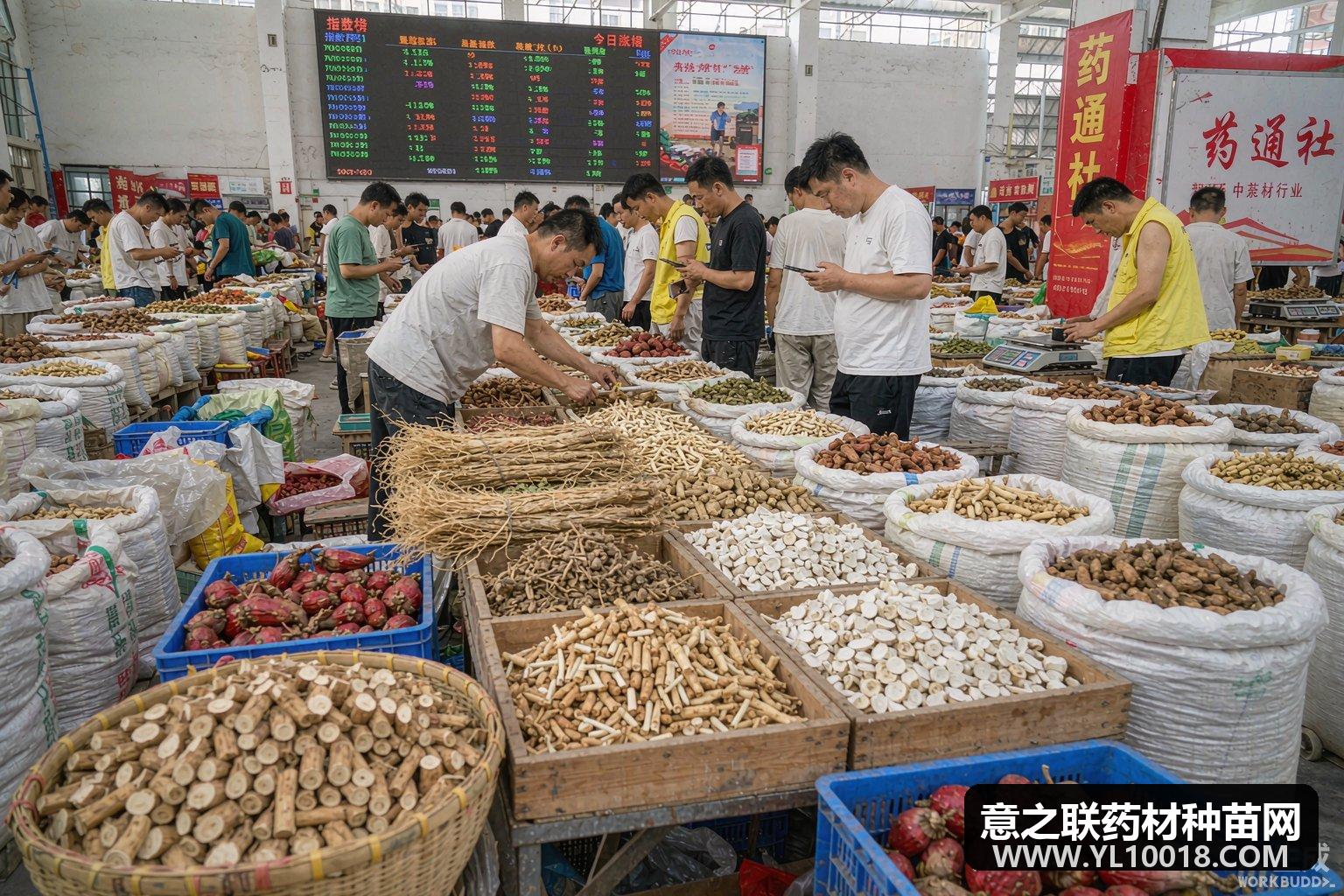 康美周报:平贝母反弹 阿胶天麻回落 薏苡产新