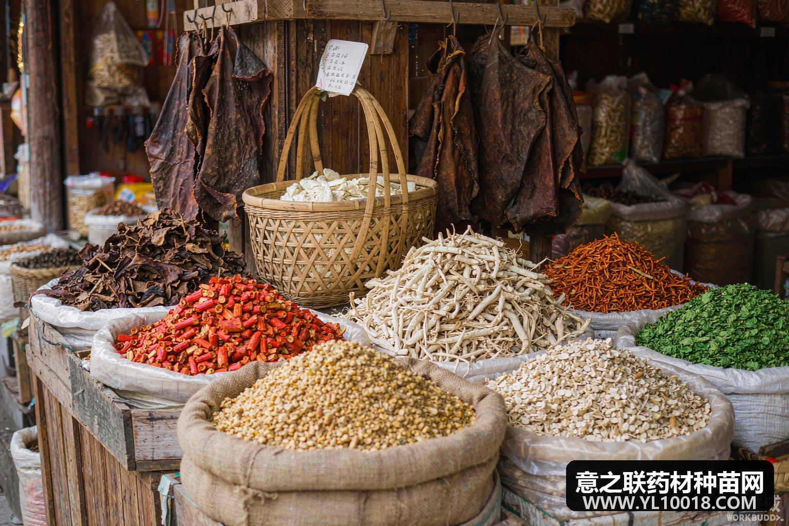 苍耳子货源走销转缓 亳州市场行情暂稳