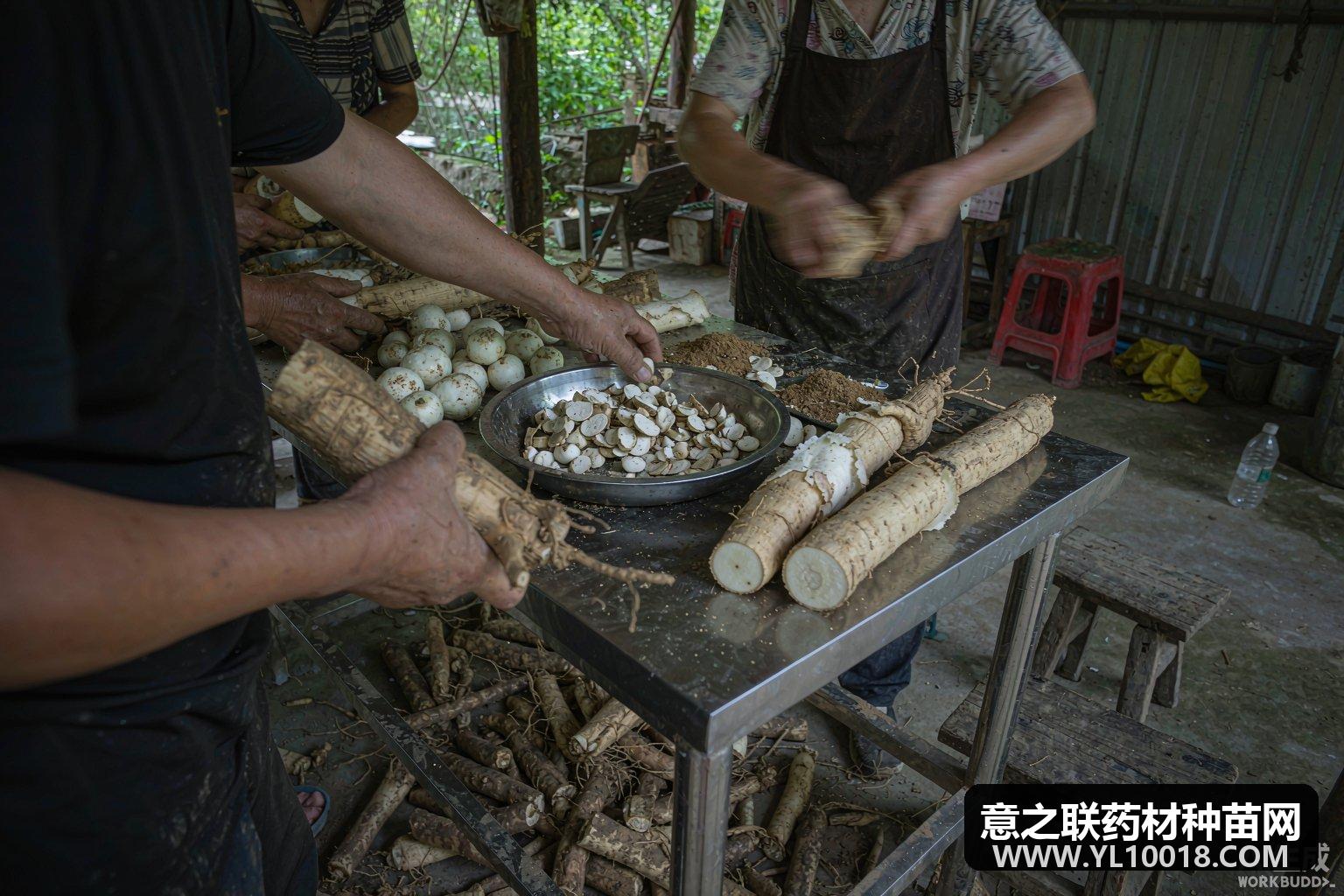 开鲁药材趁鲜原地切首获资质