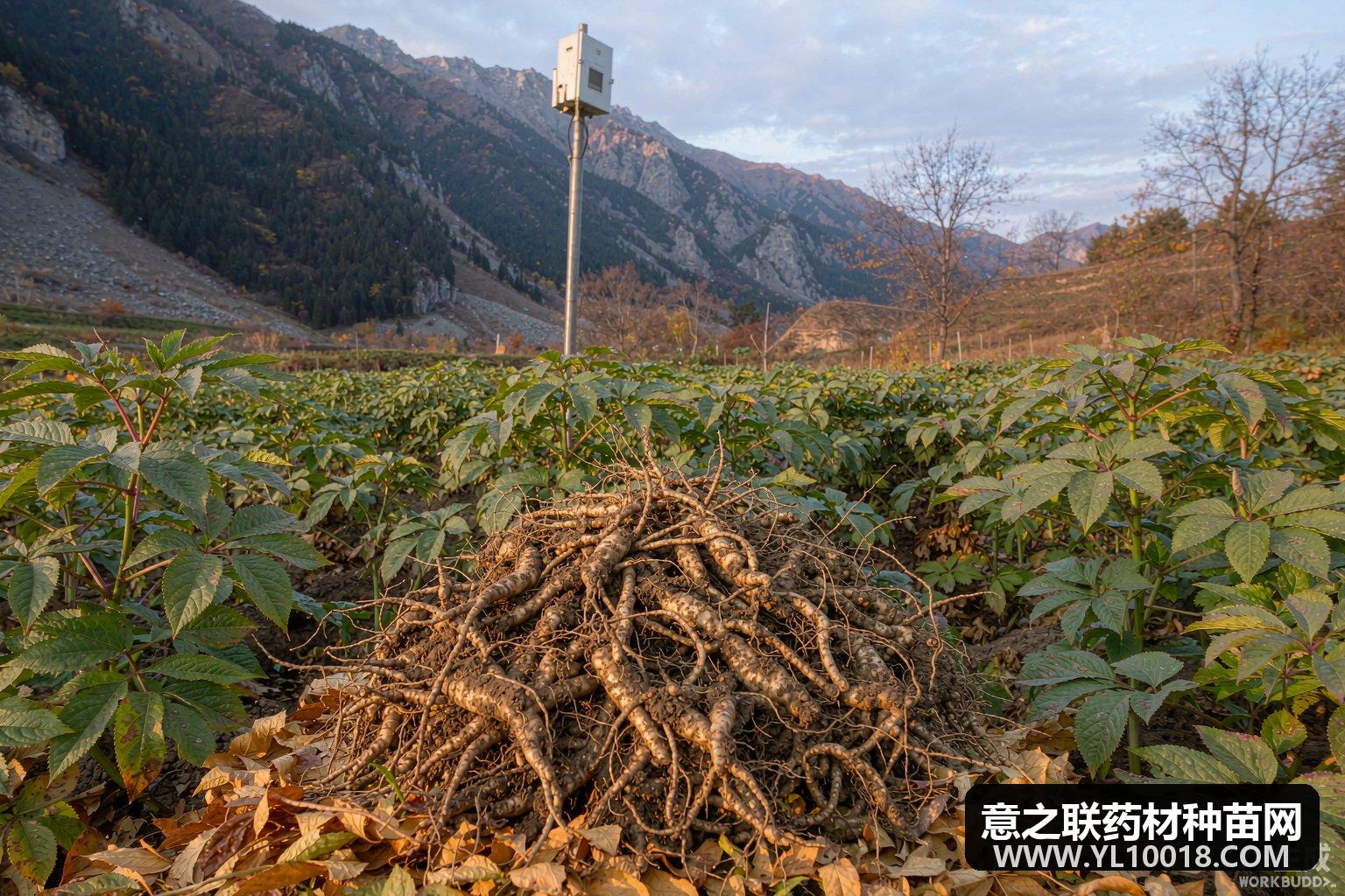 抚松人参全链条升级 数字人参一品一码可控