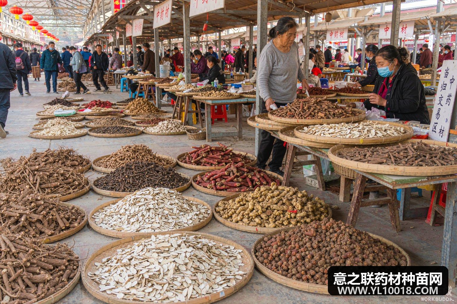冬葵子近期市场来货有所增加 亳州市场行情略显疲软