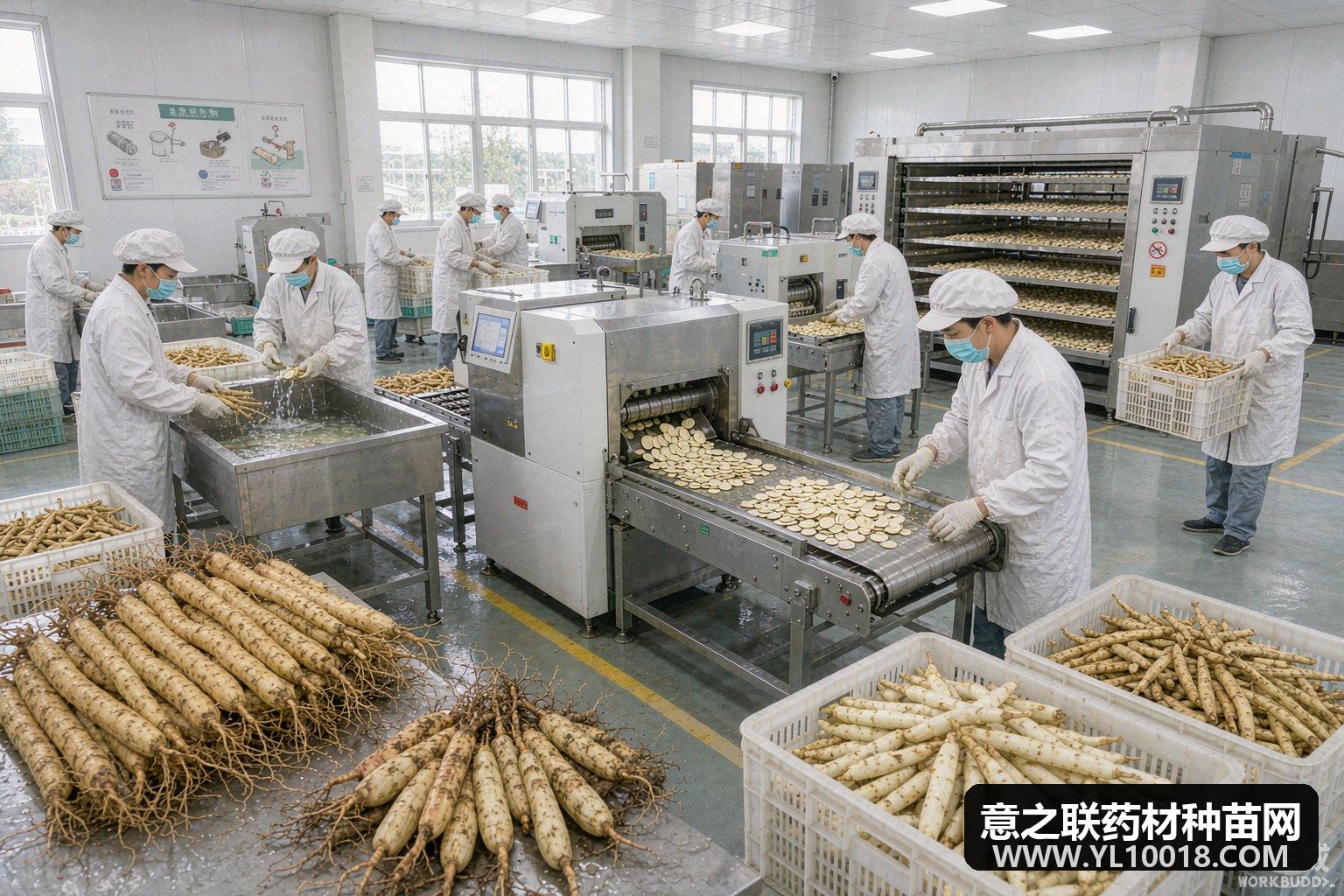 博野认定首批趁鲜切制企业 道地药材出村进厂