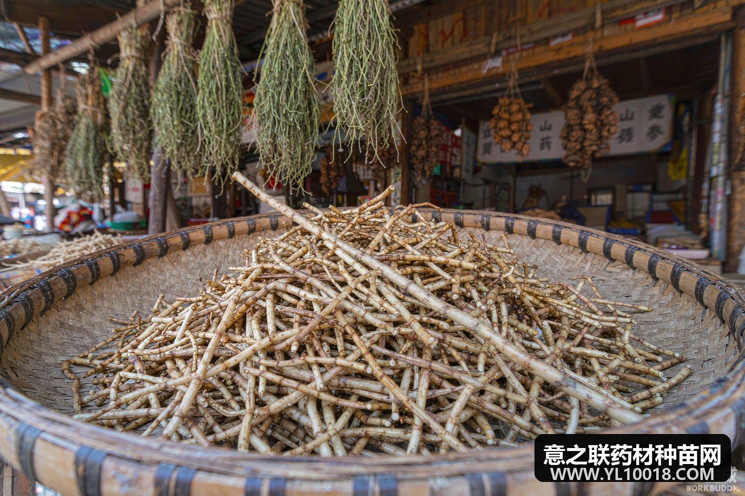 玉竹产新量增价跌探底 湘玉竹短期承压