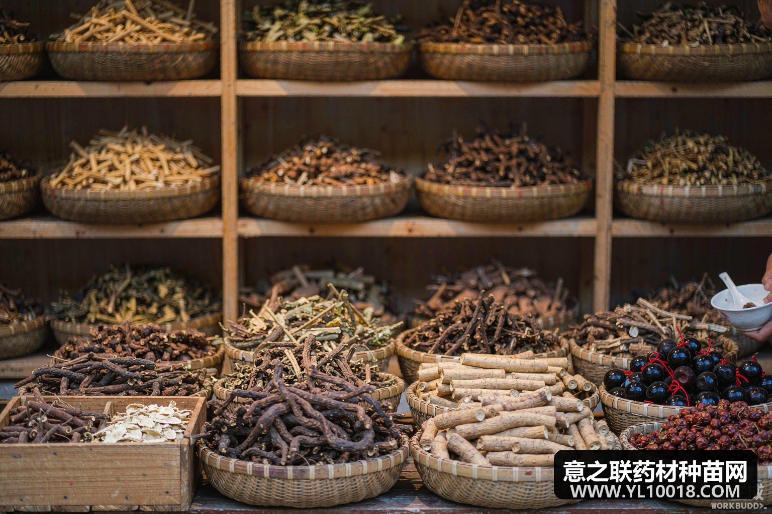 鹿茸价格继续下走 亳州市场经营商勤进快销