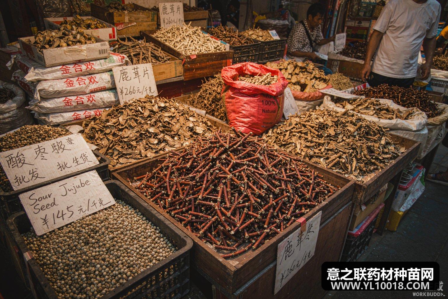 康美周评：南沙参走强 酸枣仁破千 大枫子领跌