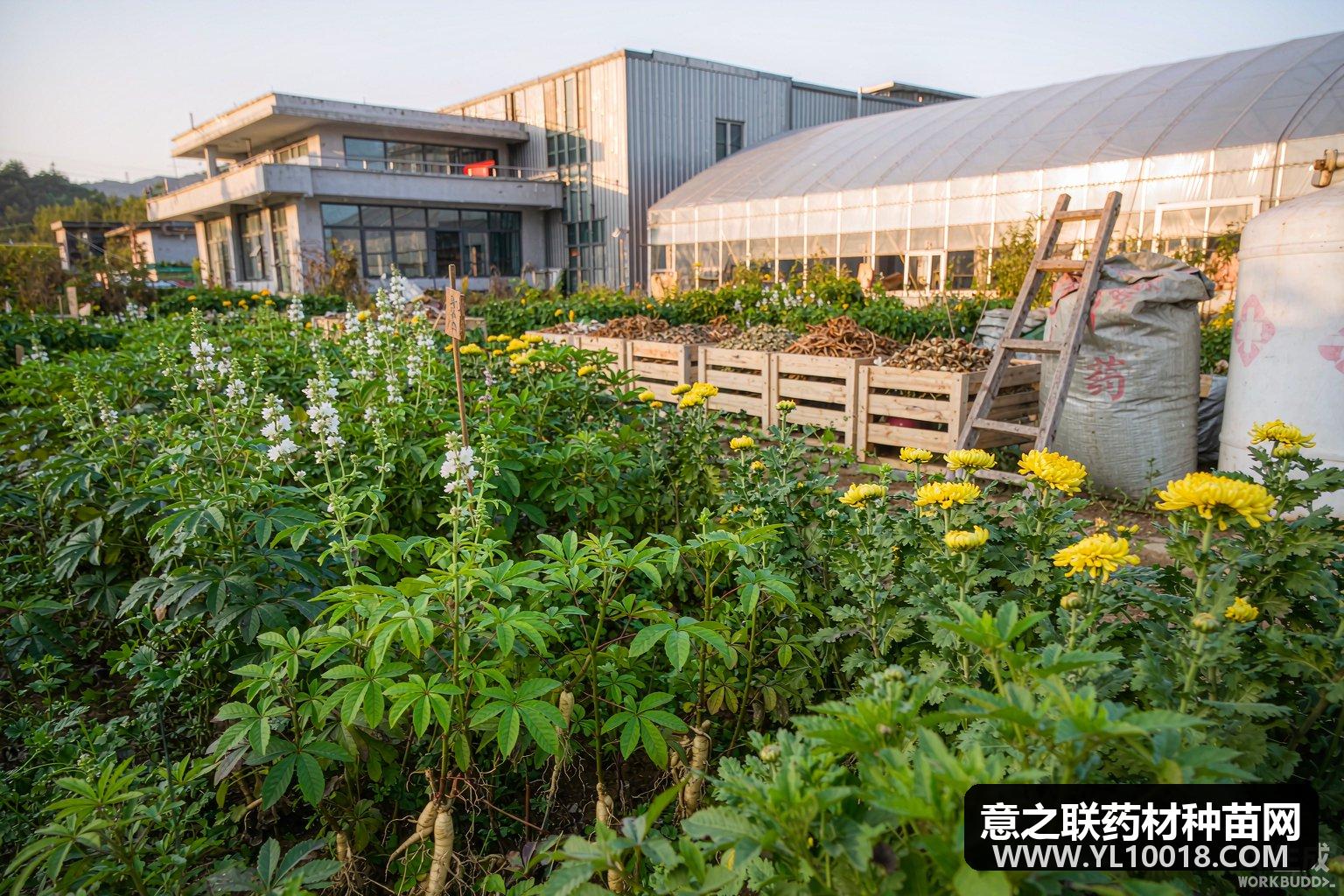 湖北大冶1.5万亩山栀子智慧种植基地铺开 金融活水润青山