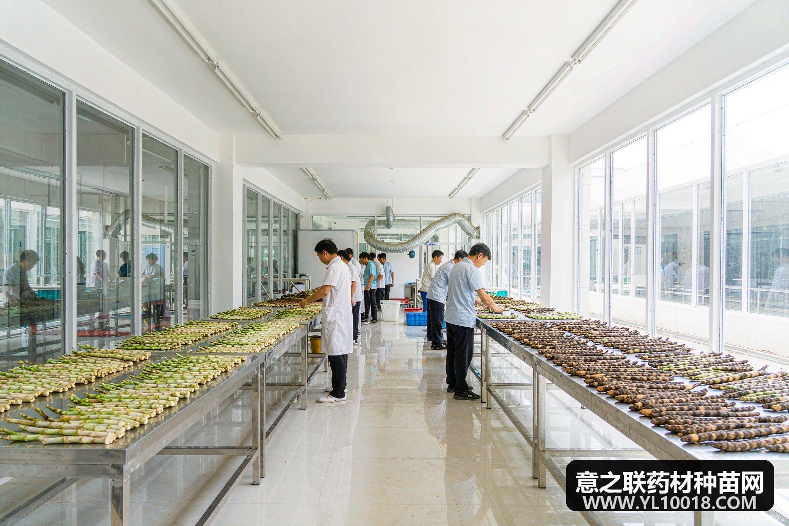 霍山首批趁鲜切制企业落地 石斛天麻杜仲增值