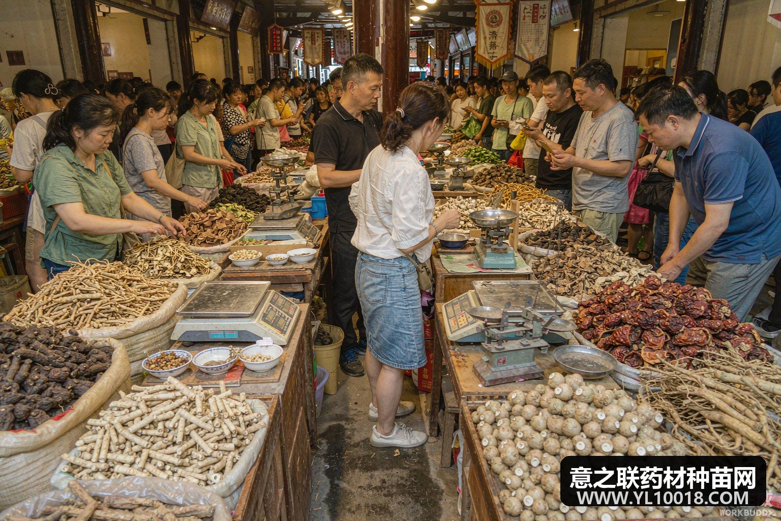 秋末药市扫描：生地零星采挖回落 猫爪草减种企稳